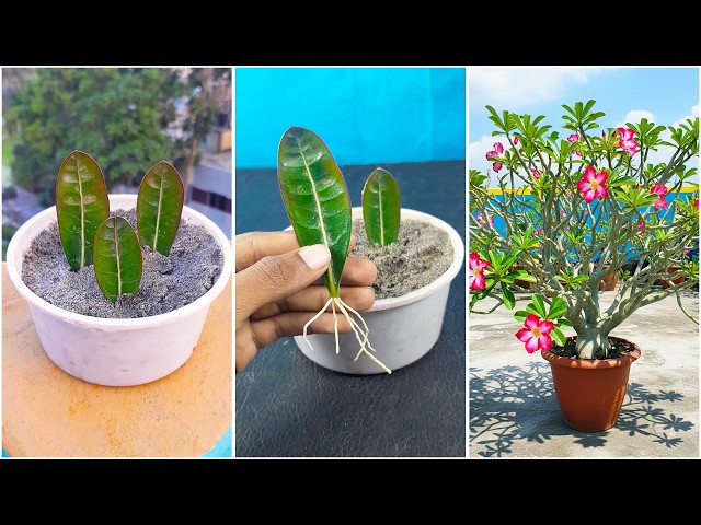 Best Natural Rooting Hormone| How to Grow Adenium Plant From Leaves