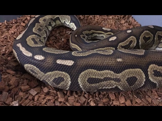 **LIVE** OVULATION