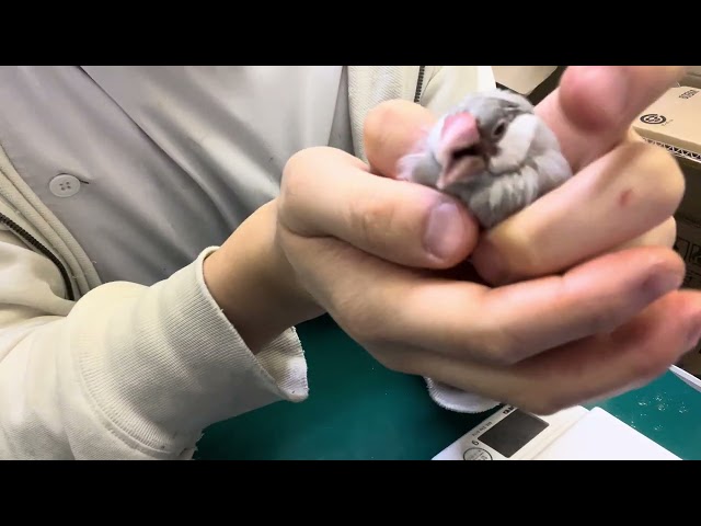 9. Examination and treatment of Toko-chan, a silver Java sparrow