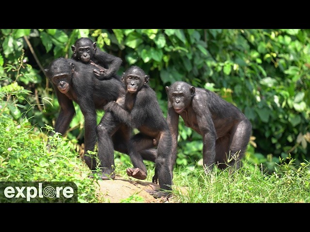 LIVE Bonobo Cam: Lola ya Bonobo Sanctuary – DR Congo | explore.org
