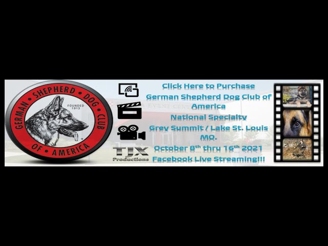 GSDCA National Specialty 10 14 2021 12 to 15 Month Puppy Dogs