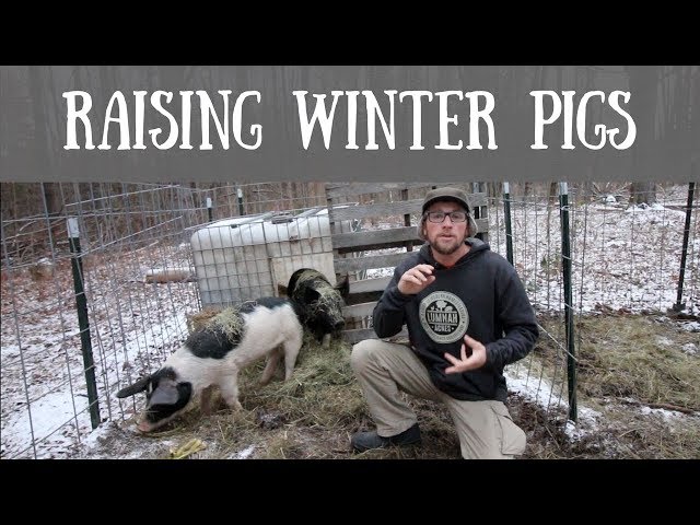How to Raise pigs Outside in the Winter