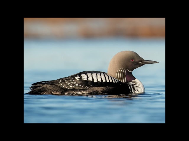 Famous "Loon Garden" Sample from E-mu Emulator II Sound Library