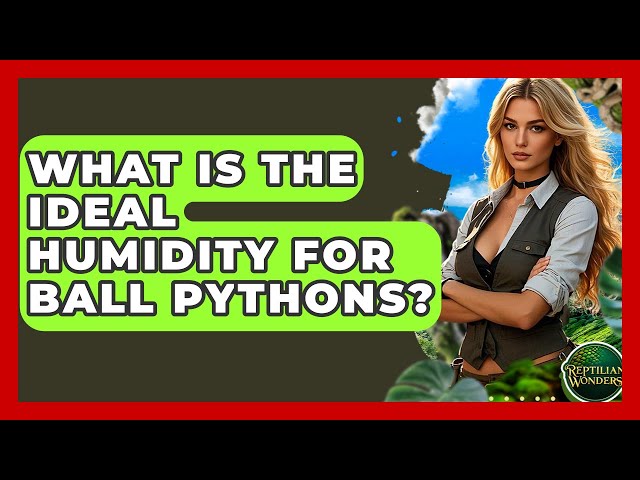 What Is The Ideal Humidity For Ball Pythons? - Reptilian Wonders