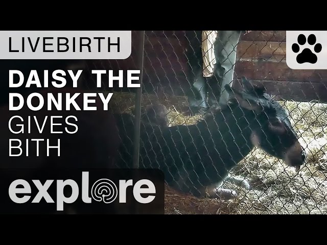 Daisy the Donkey Gives Birth - Live Cam Highlight