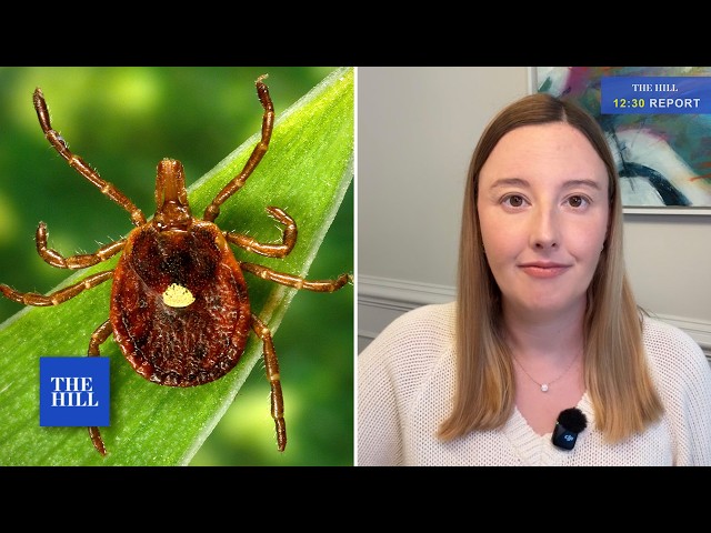 Tick causing severe meat and dairy allergy in humans rapidly spreads across U.S. | 12:30 REPORT
