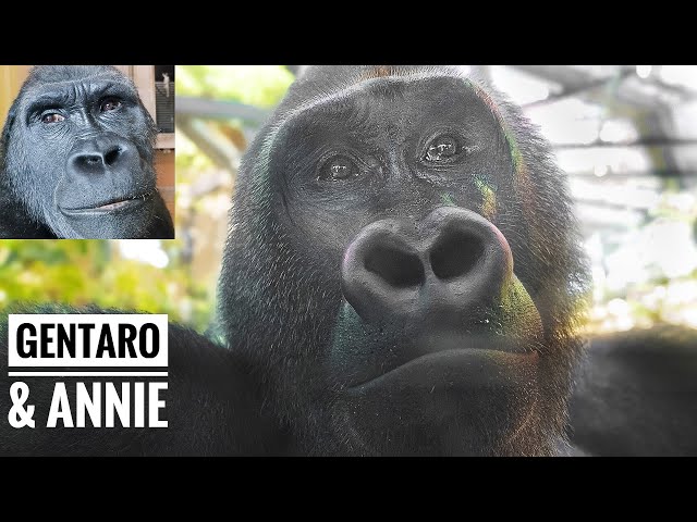 About the New Gorilla Couple | Gentaro & Annie | Tokyo Ueno Zoo