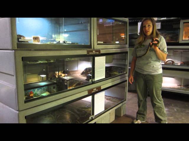 House of Reptiles, Portland, Oregon area - Animal Spotlight (Super Dwarf Reticulated Python)
