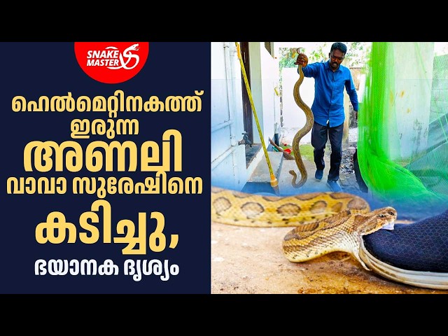 കൂറ്റൻ അണലി വാവാ സുരേഷിനെ കടിച്ചു | Vava Suresh Bitten by Giant Viper | Snakemaster 1160