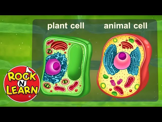 Life Science for Kids - Photosynthesis, Cells, Food Chains & More