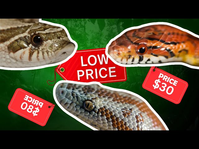 Cheapest Pet Snakes That Actually Stay Cheap!