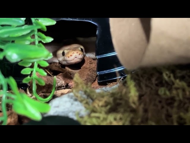 Look at that cute little face! 🐍#ballpythons #cutepets #reptileowners #exoticpetsoftiktok