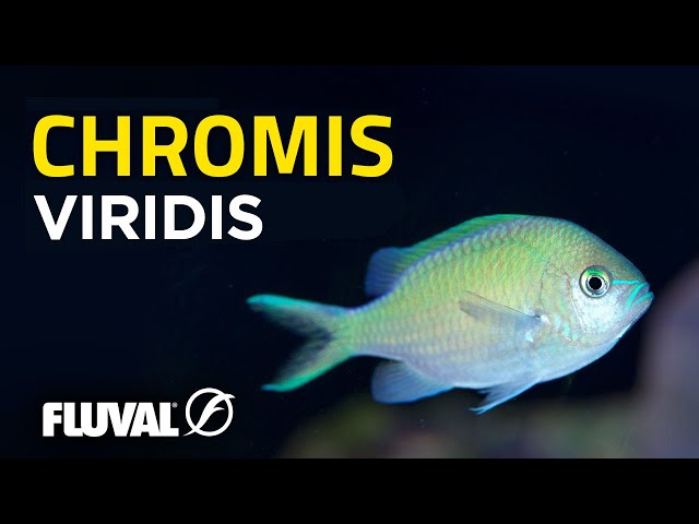 Species Spotlight: Chromis viridis