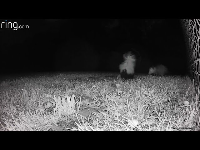 Possum body slams skunk