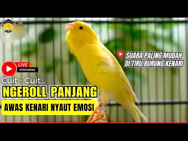 🛑 LIVE 🎥  KENARI GACOR PANJANG JUARA Roll EMOSI Cuit cuit AMPUH Pancingan Kenari Paud Bunyi Ngeriwik
