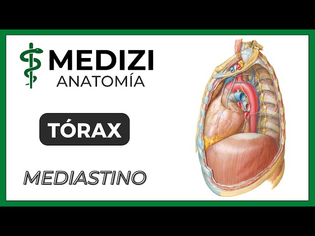 Anatomy of the Thorax - Mediastinum