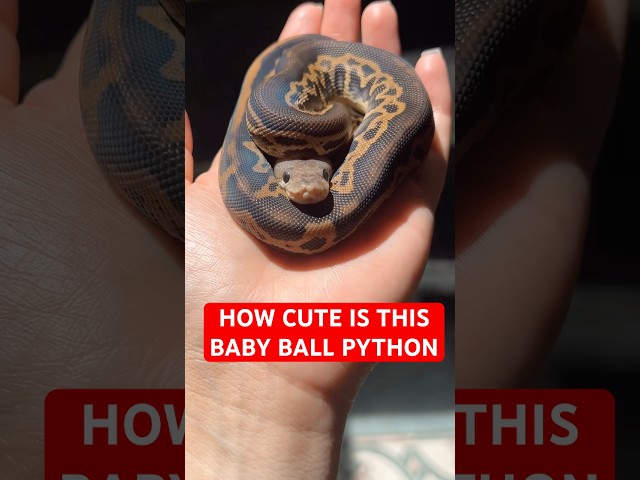 How CUTE is this baby Ball Python!?