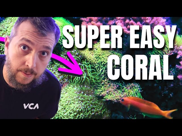Green Star Polyps Are The BEST Soft Coral For Beginners! Care Guide