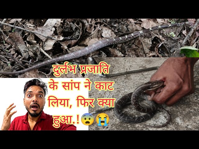 स्कूल में इतने विचित्र सांप का रेस्क्यू😨😨 #snakerescue #snake #wolfsnake #forest #school 
