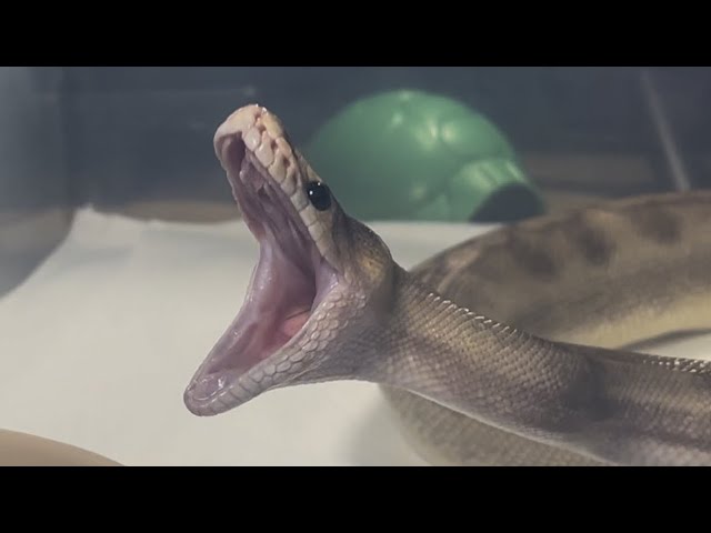 CROCODALE JR. | Champagne Lavender Royal / Ball Python | #feeding #highlights 💜🎬 (26.01.26)