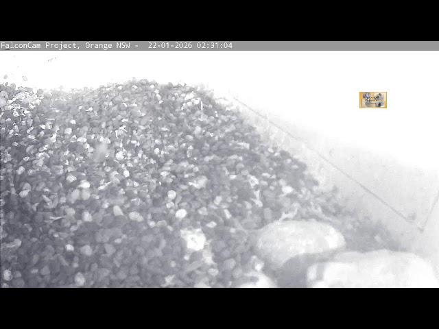 Nest camera - FalconCam Project LIVE