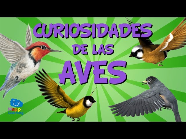Curiosidades de las aves | Videos Educativos para Niños.