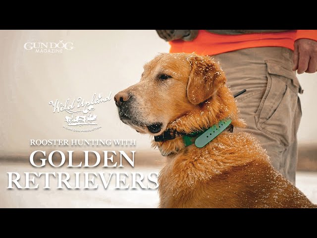 Pheasant Hunting with Golden Retrievers - Wild Upland Season 3, Ep. 7