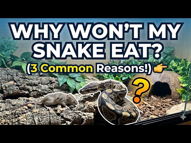 Why Won't My Ball Python Eat? | Top 3 Reasons Your Snake Is On A Food Strike!