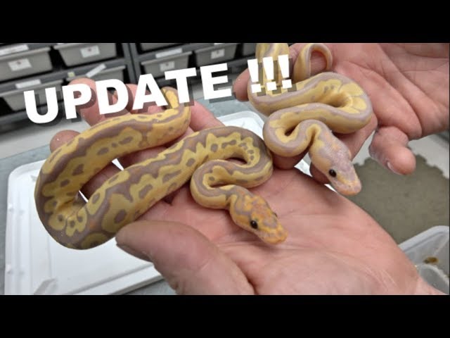 Clown Ball Python Combo Updates !!! More Egg Cutting !!
