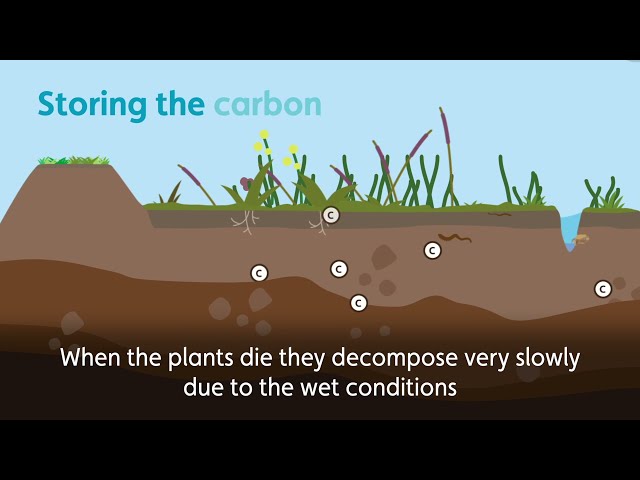 Blue Carbon, Explained | WWT
