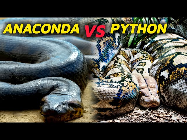 Anaconda vs Python – Who Would Win in the Wild?