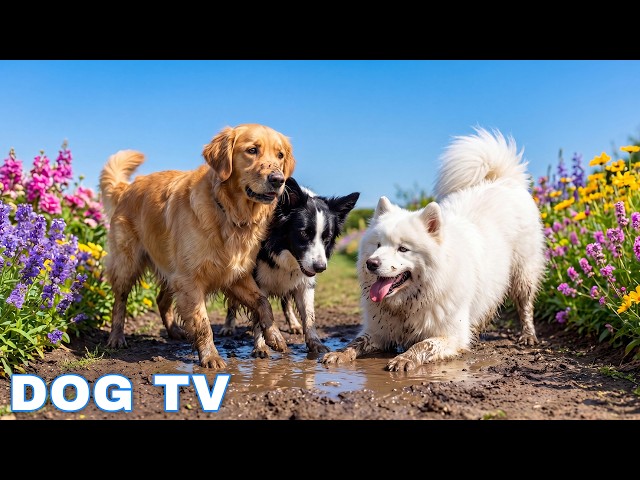 12 Hours of Dog TV for Dogs to Watch Relax 🐶 Anti-Anxiety Video for Dogs Left Home Alone - Calm Dog