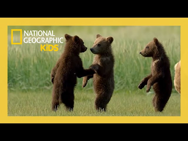 Wild Babies of America's National Parks! | Full Episode | @natgeokids