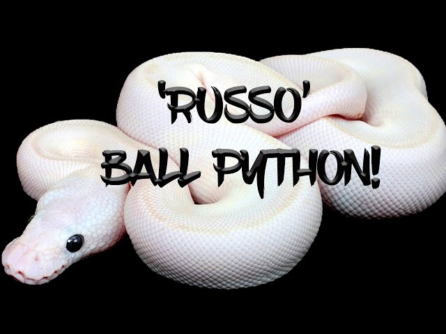 The Potential of the 'Russo' Ball Python!