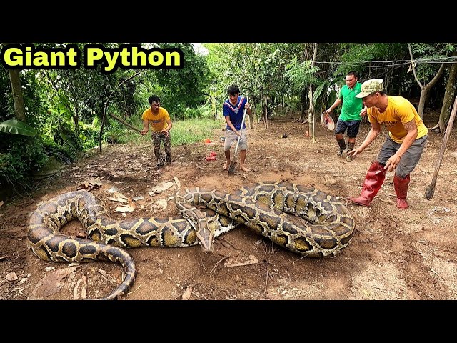 The hunters panicked when they encountered a giant python