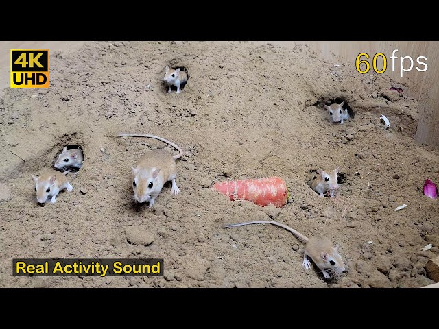 Cat TV for cats to watch | mice digging burrows, jumping and chasing each other to play 4k UHD