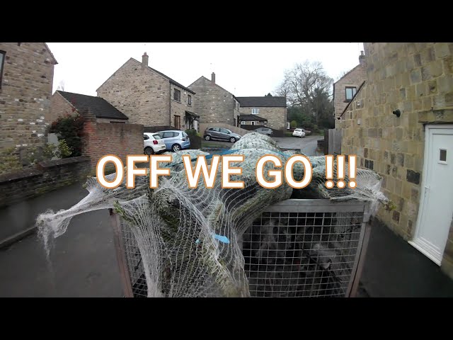 christmas tree delivery 2020