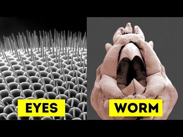 Objects Under Electron Microscope [Part 4]