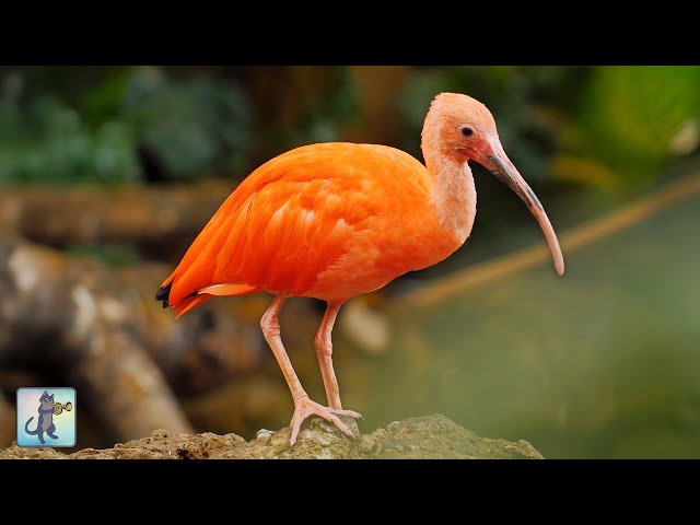 Breathtaking Birds in 4K 🦜 Amazing Nature Scenery & Relaxing Music.