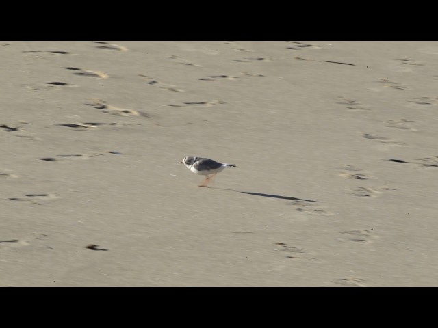 Piping Plover Running on Sand