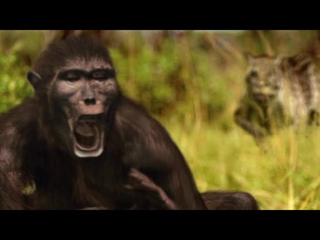 Dinofelis Vs Australopithecus