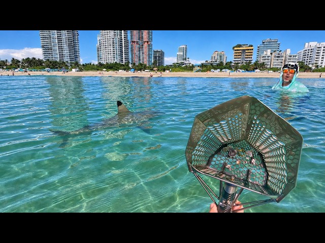 Shark Encounter While Metal Detecting Miami Beach
