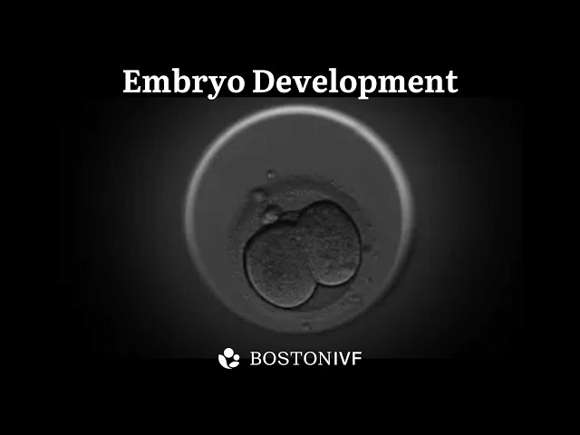 Embryo Development | Science at Boston IVF