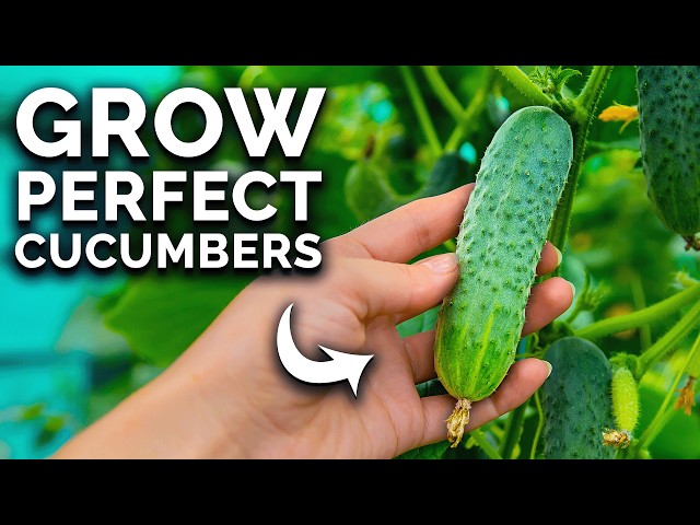 How To Grow Cucumbers (From Seed To Harvest) 🥒