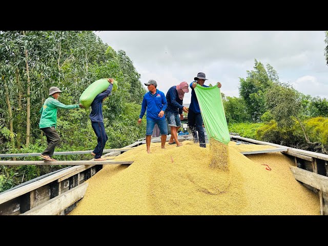 Rice Harvest Season September 2023