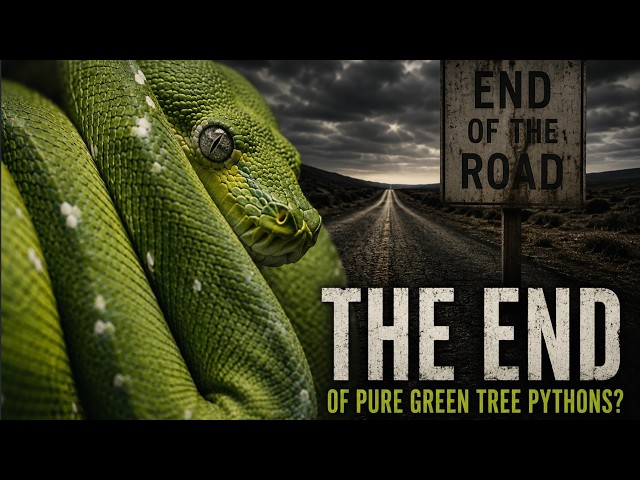 Are we losing pure Green Tree Pythons?