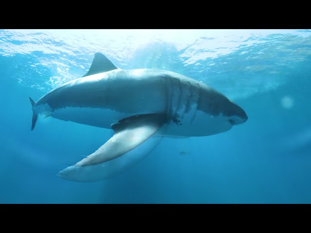Great White Shark/JAWS  Eats our 360 VR Camera!  Be inside Jaw's mouth - EPIC FOOTAGE!