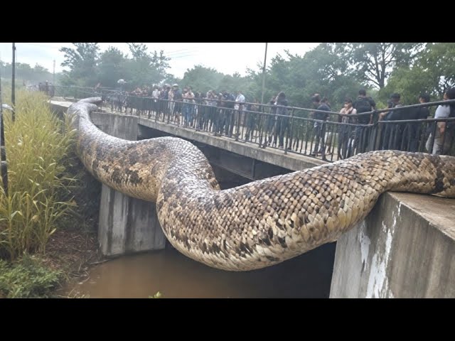 दुनिया के 5 सबसे बड़े साँप, देखकर हैरान रह जाओगे | Top 5 Biggest Snakes In The World