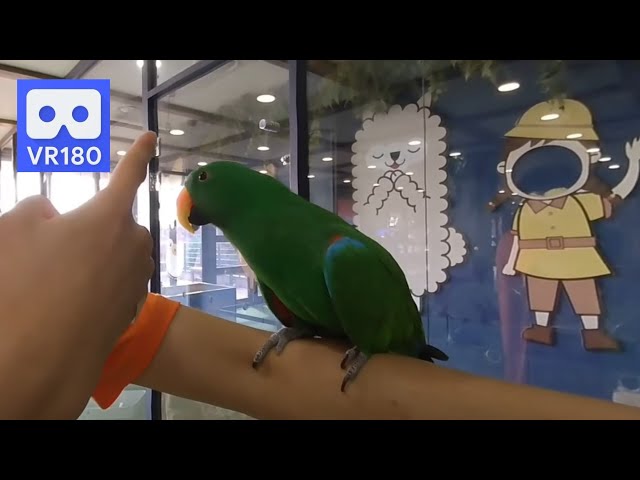 3D 180VR Cute New Guinea Parrot