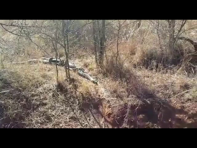 African Rock Python mating